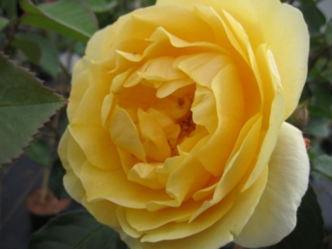 Englische Rose Graham Thomas