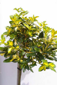 Euonymus fortunei Mikaela 1