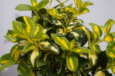 Euonymus fortunei Mikaela 2