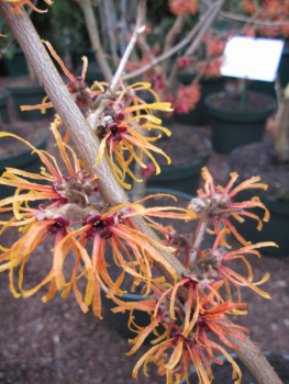 Hamamelis intermedia Feuerzauber - Zaubernuss Feuerzauber 40-60cm