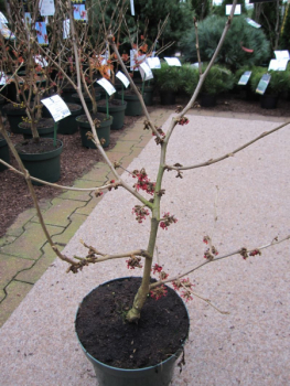 Hamamelis intermedia Feuerzauber - Zaubernuss Feuerzauber 40-60cm ...