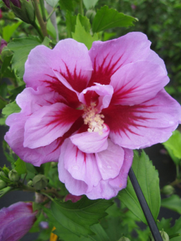 Hibiskus Purple Pillar