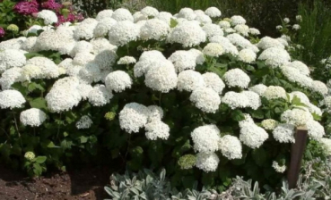 Schneeballhortensie Annabelle