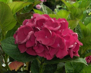 Bauernhortensien Merveille Sanguine