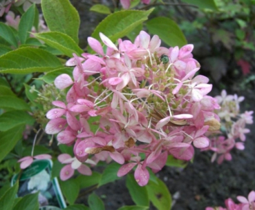 Rispenhortensie Phantom