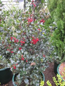 Ilex meserveae Blue Euro - Stechpalme Blue Euro - 80-100cm