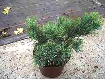 Preview: Pinus pumila Glauca - Blaue Pummel-Kiefer