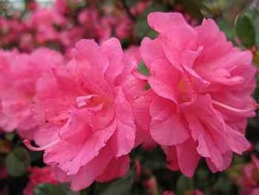 Preview: Rhododendron obtusum Petticoat 2