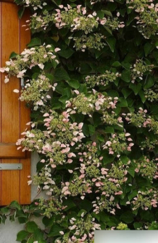 Kletterhortensien roseum