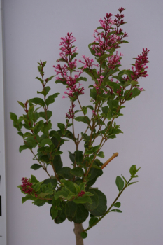 Syringa meyeri Palibin 1