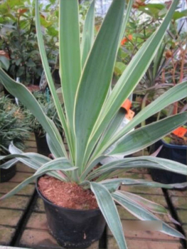 Blaue Kerzenpalmlilie Variegata