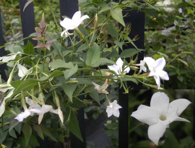 Jasminum officinale - Echter Jasmin - Franzsischer Jasmin