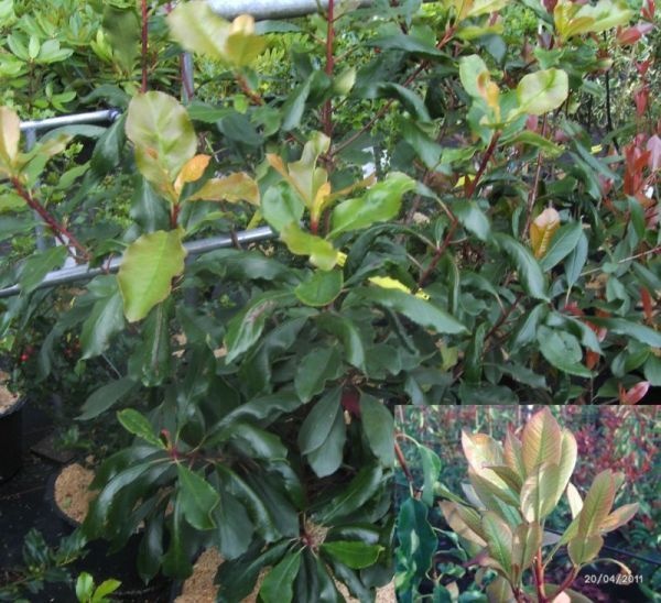 Photinia serratifolia - Chinesische Glanzmispel - 80-100 - Pflanzen online  kaufen