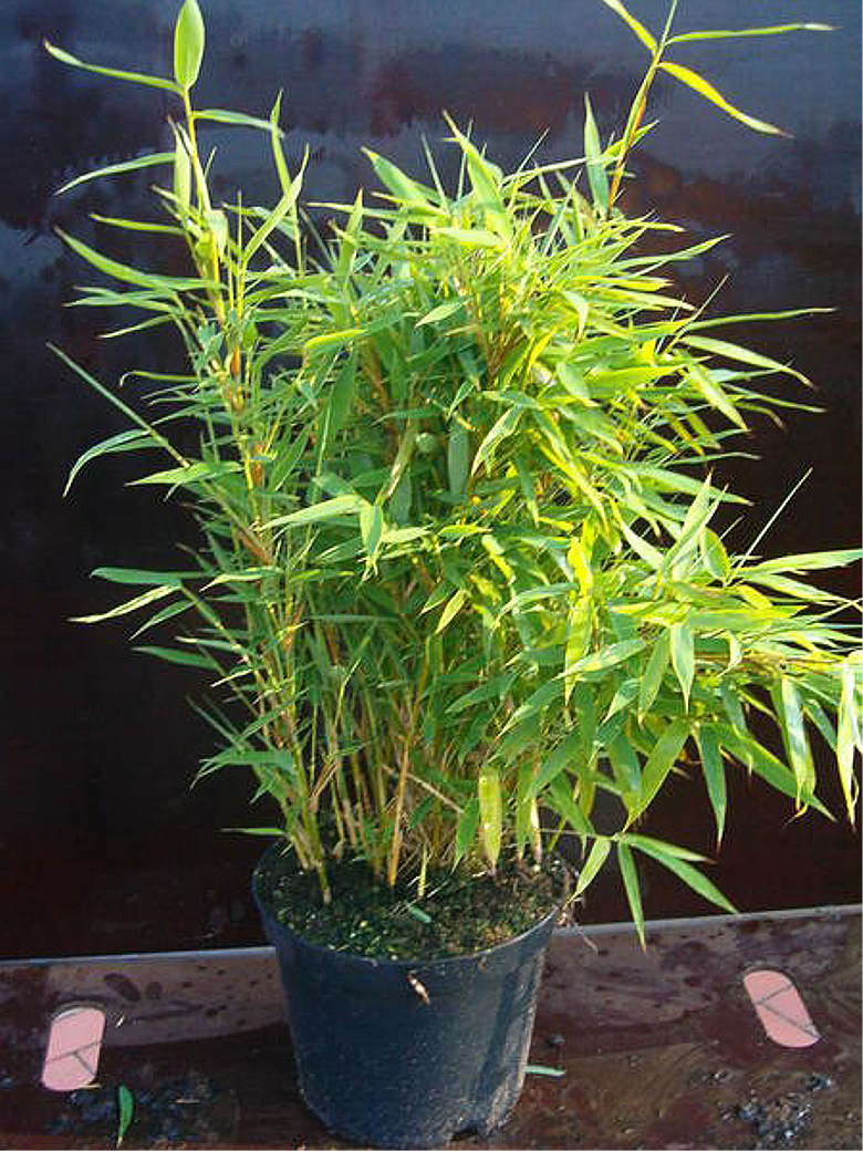 Höhe: 120-130 cm Bambus Pflanzen Dünger Fargesia murielae Jumbo winterhart extrem buschig