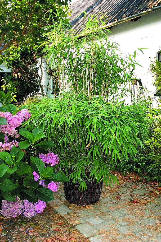 Fargesia murielae Super Jumbo® HeckenBambus 4060 cm immergrün