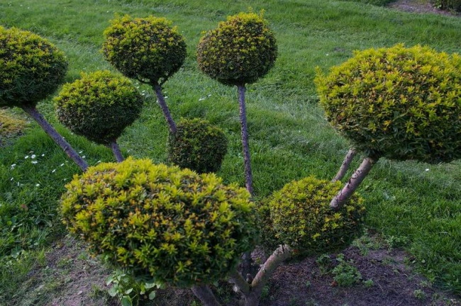 Washingtonii Bonsai Straucheibe 130x80 Baumschule Pflanzenvielfalt