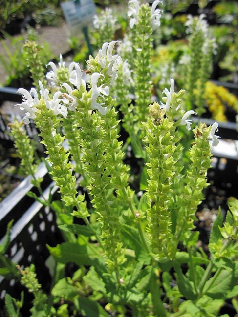 Salvia nemorosa Schneehügel SteppenSalbei SommerSalbei