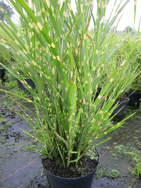Miscanthus Sinensis Zebrinus Strictus Zebra China Schilf Stachelschweingras Www Online Pflanzenversand De