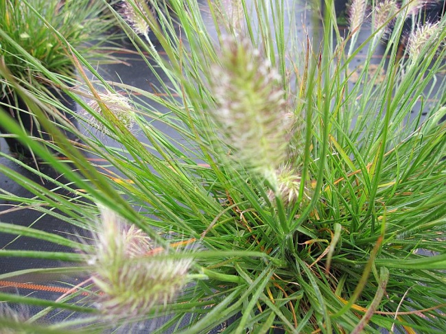 Pennisetum alopecuroides Little Bunny - Zwerg-Lampenputzergras - 20-30 -  Baumschule Pflanzenvielfalt