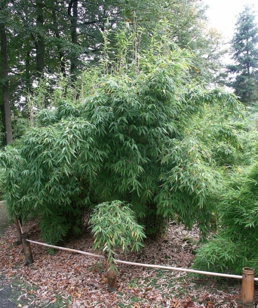 Fargesia murielae Jonny's Gigant - Der gigantische Gartenbambus - 150-175 -  Pflanzen online kaufen