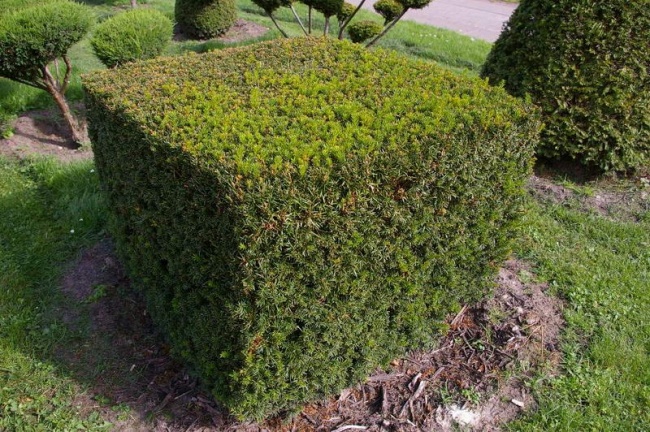Taxus baccata Formschnitt Wrfel - Europische Eibe - 100 - Pflanzen online  kaufen
