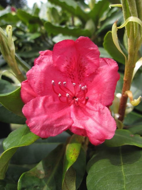 rhododendron züchter deutschland Rhododendron Roseum Elegans | 60-80 cm mit Wurzelballen
