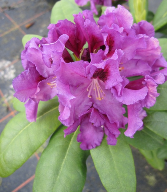 Rhododendron hybr. Rasputin - Grossblumige Alpenrose - 30-40 - Pflanzen  online kaufen