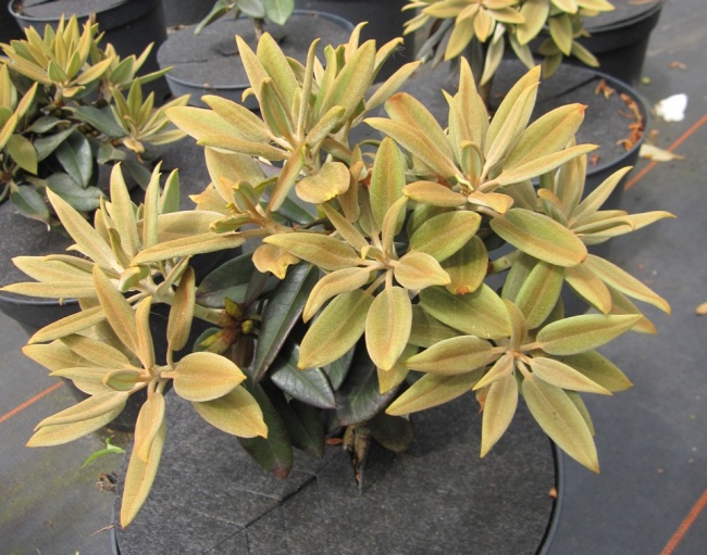 Rhododendron pachysanthum Silbervelours - Silberfilzige Alpenrose -  Blattschnheit - 30-40 - Pflanzen online kaufen