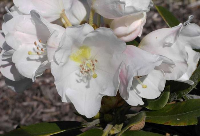 Rhododendron pachysanthum Silbervelours - Silberfilzige Alpenrose -  Blattschnheit - 30-40 - Pflanzen online kaufen
