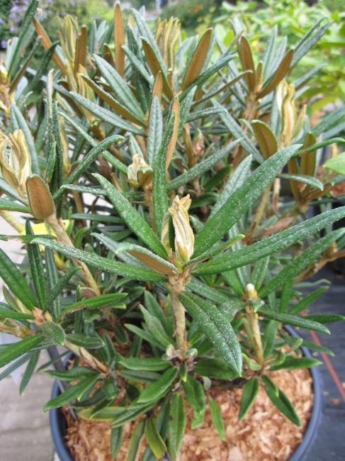 Rhododendron roxieanum var. oreonastes - Tibetische Alpenrose - 25-30 -  Pflanzen online kaufen