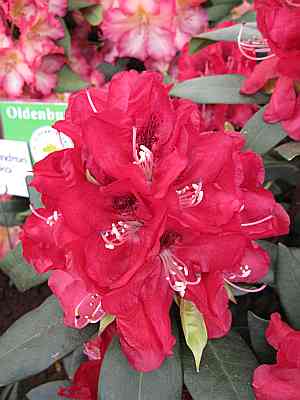 Groblumige Alpenrose Karl Naue - Rhododendron Hybride Karl Naue - 30-40