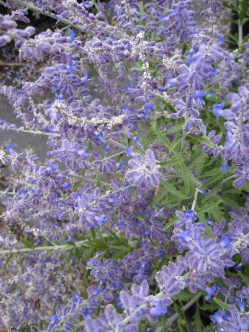 Blauraute Lacy Blue 30-40cm Perovskia atriplicifolia 