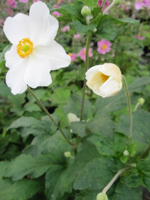 Anemone japonica Honorine Jobert - Herbstanemone - - www ...