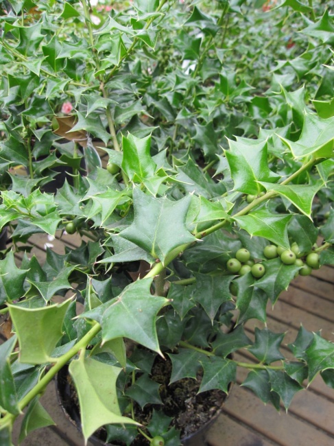 Ilex cornuta Chinesische Stechpalme Baumschule Pflanzenvielfalt