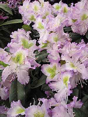 Rhododendron hybr 30-40 cm virginia Delp