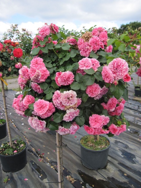 Stammrose Pink Swany (R)