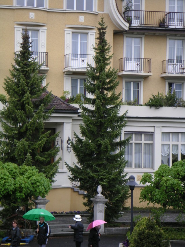 Serbische Fichte Omorikafichte als Weihnachtsbaum mit Wurzeln Picea omorika 