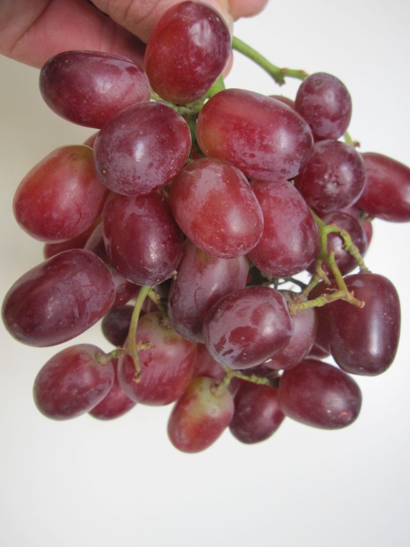 kernlose Weintraube Tafeltraube Vitis vinifera Red Flame Seedless
