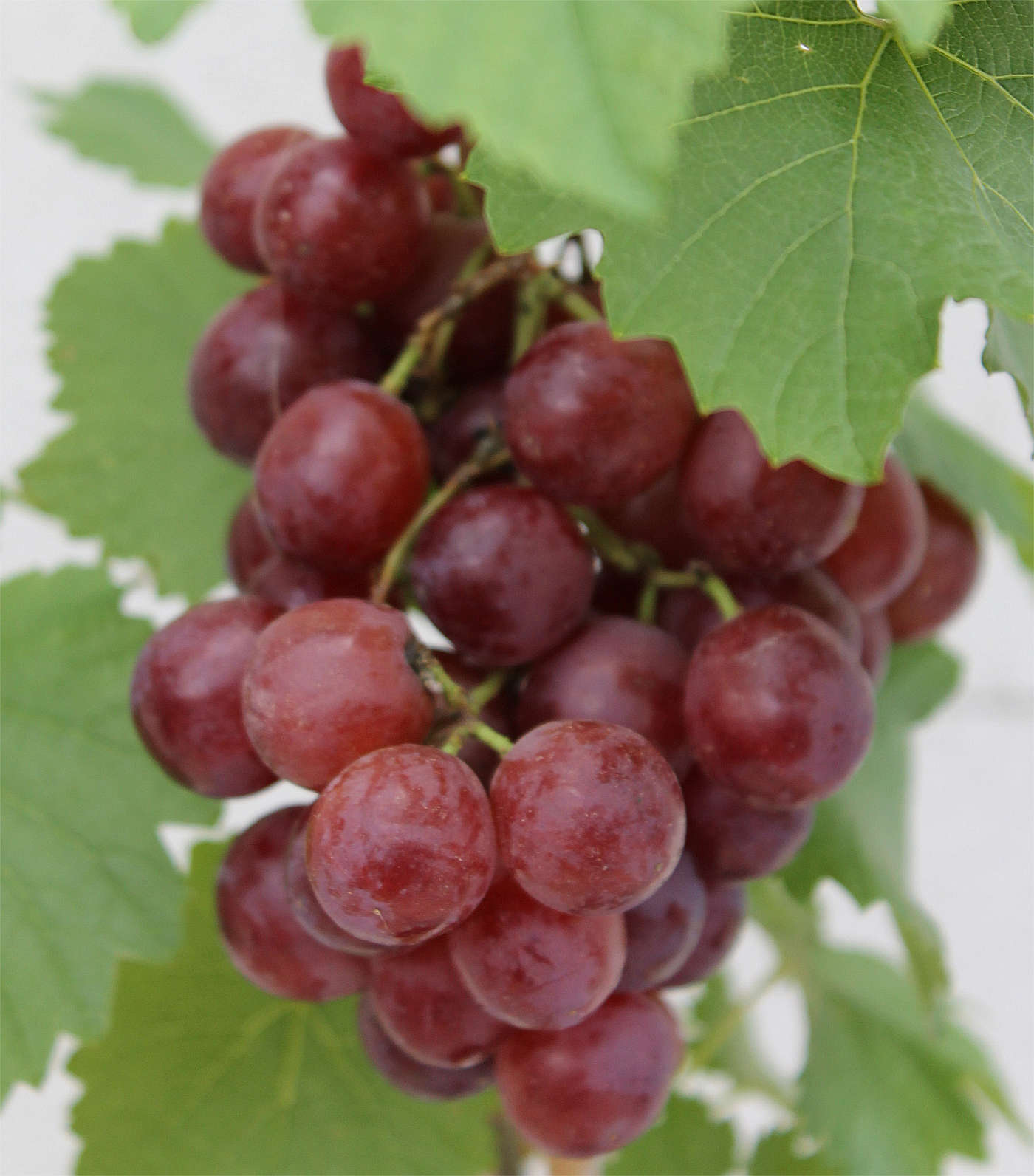 Weintraube Tafeltraube Red Vitis - - Seedless vinifera - Baumschule - kernlose Pflanzenvielfalt Flame