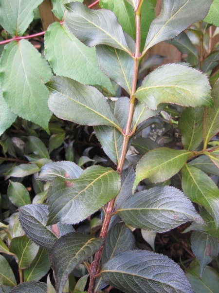 Weigela Black and White® ZwergWeigelie Black and White® Baumschule