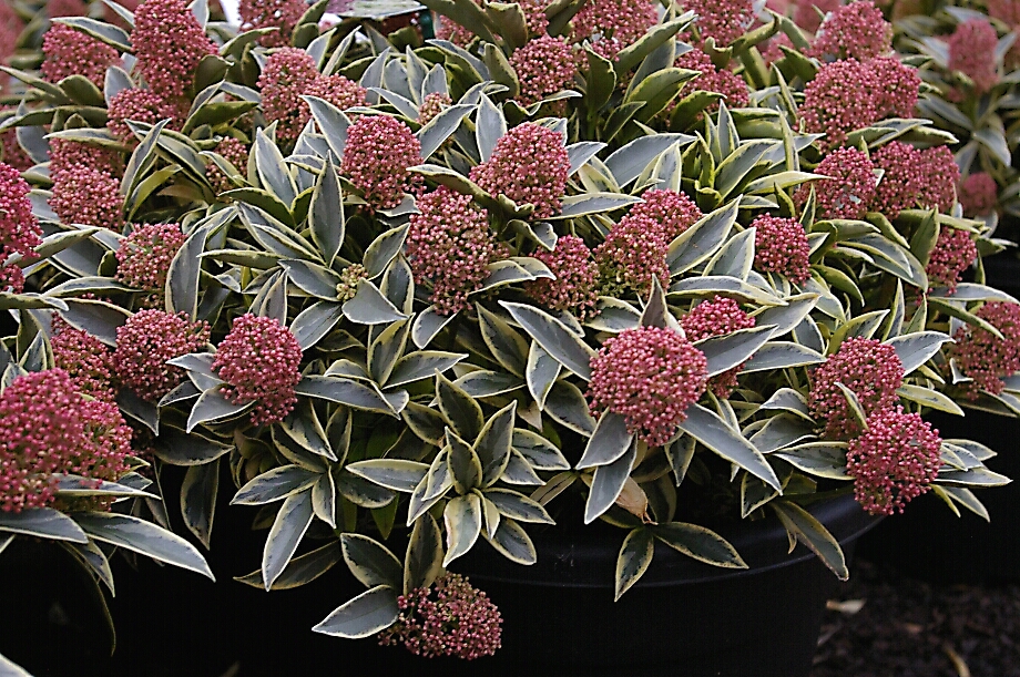 Skimmia japonica 'Magic Marlot' (R)Skimmie in unserem GartenPflanzen