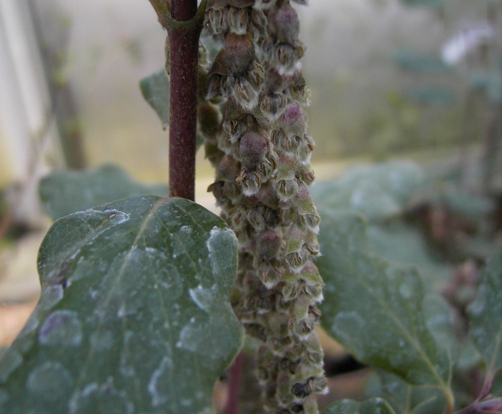 Garrya elliptica 'James Roof' Becherkätzchenstrauch (Garryaceae). Diese
