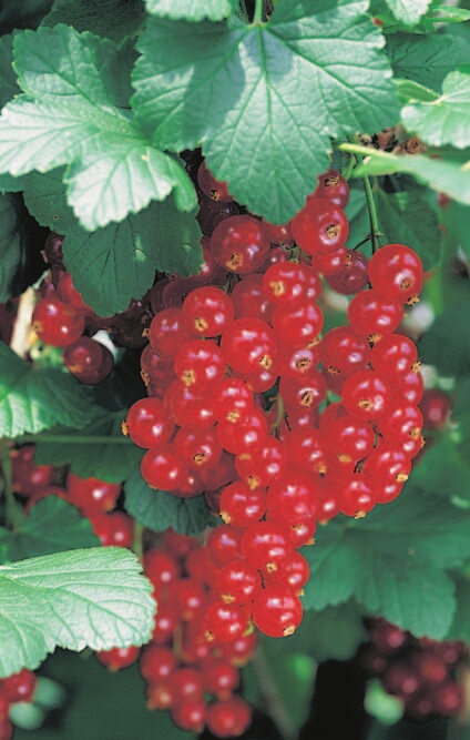 Ribes rubrum 'Jonkheer van Tets' Rote Johannisbeere. Diese Ribes