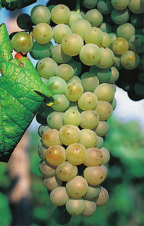Vitis vinifera Millennium® Weintraube Weinrebe kernlos pilzresistent