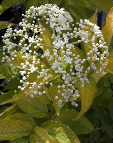 Sambucus canadensis Aurea Goldholunder 60100 cm. Diesen Strauch