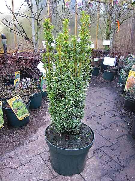 thuja tinktur erfahrungen pedibaehr Podo Tinktur bei Warzen 30ml