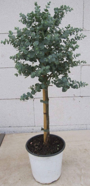 Eucalyptus gunnii Azura Stmmchen 60cm