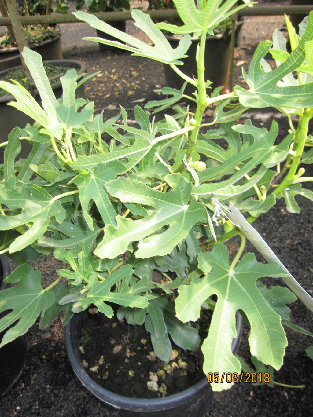 Feige carica Dalmatie - Ficus carica Dalmatie - Pflanzen online kaufen