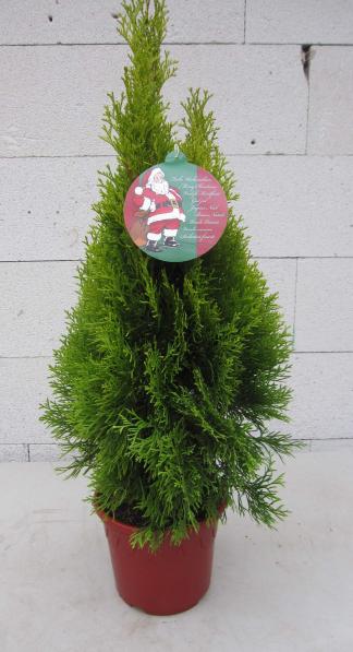 Lebensbaum Golden Smaragd  - Thuja occidentalis Golden Smaragd  - Kleiner  Weihnachtsbaum - Pflanzen online kaufen
