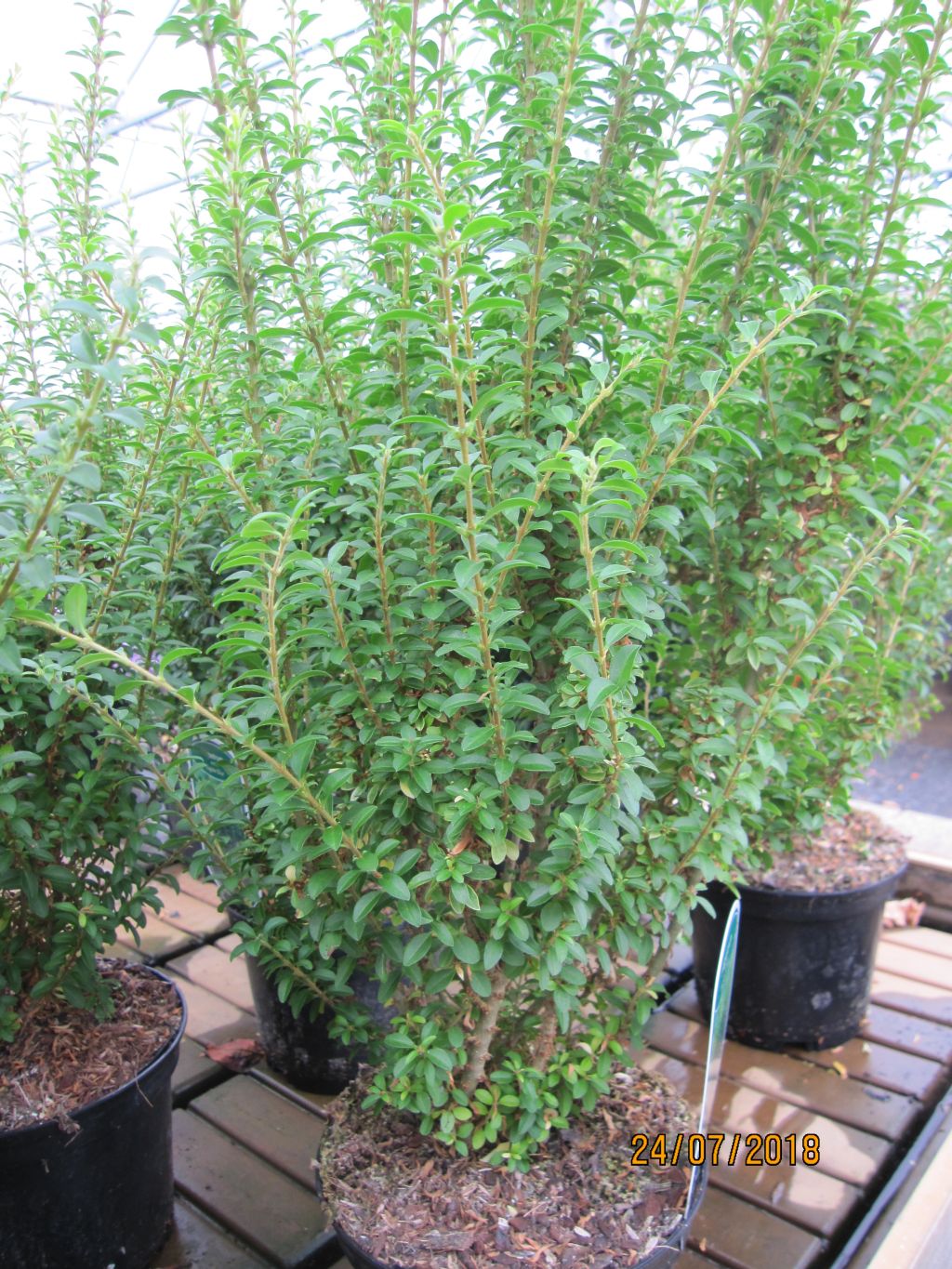 Liguster Eugenie Cline - Ligustrum sinense Eugenie Cline - Pflanzen online  kaufen